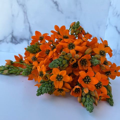 Ornithogalum Bulbs-Orange