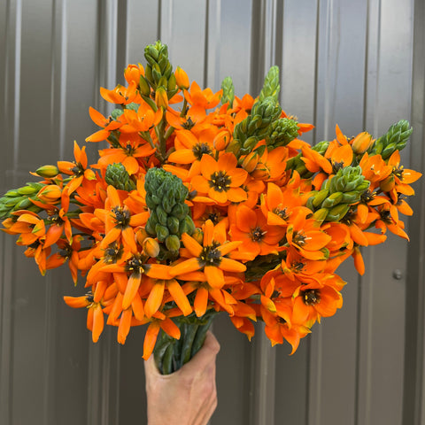 Ornithogalum Bulbs-Orange