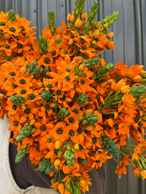 Ornithogalum Bulbs-Orange