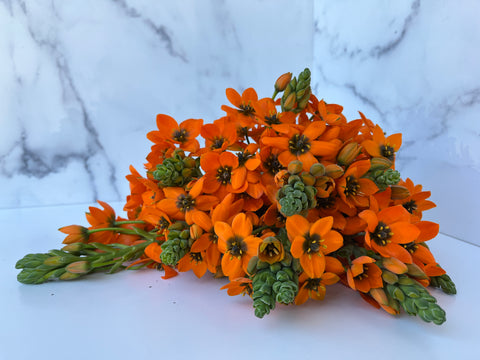Ornithogalum Bulbs-Orange