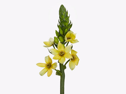 Ornithogalum Bulbs-Orchid Star