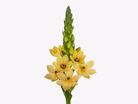 Ornithogalum Bulbs-Orchid Star