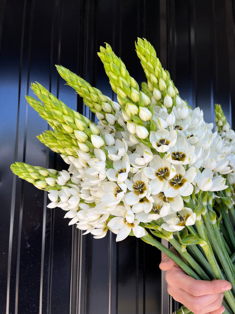 Ornithogalum Bulbs-White