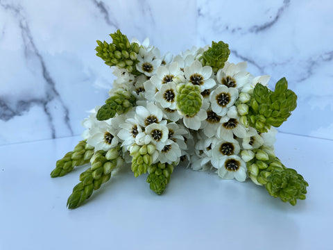 Ornithogalum Bulbs-White