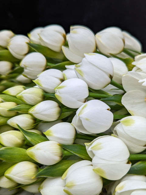 Ornithogalum Bulbs-White