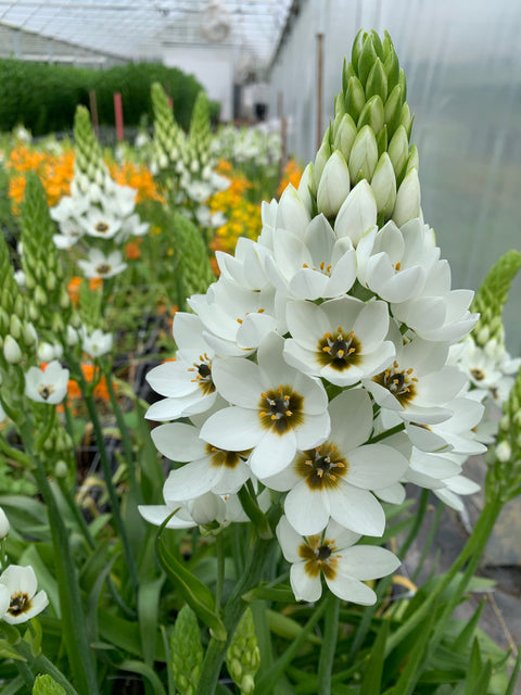 Ornithogalum Bulbs-White
