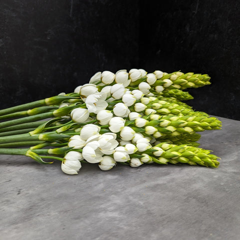 Ornithogalum Bulbs-White