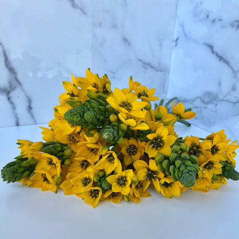 Ornithogalum Bulbs-Yellow