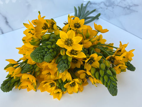 Ornithogalum Bulbs-Yellow