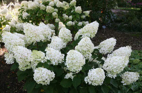 Hydrangea Silver Dollar-5 Bareroot Plants