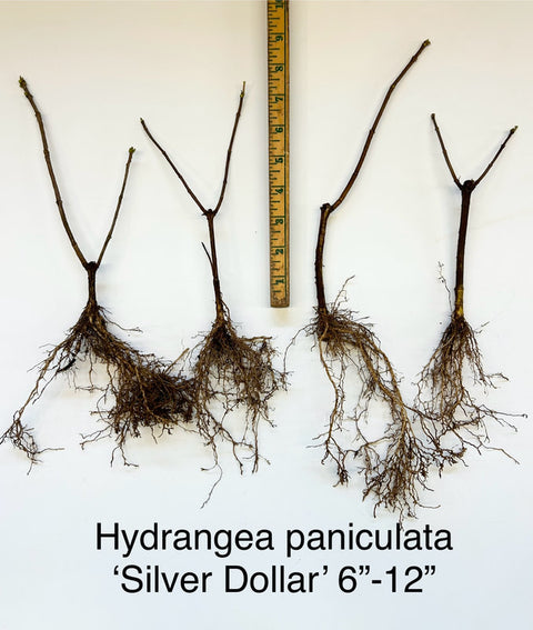 Hydrangea Silver Dollar-5 Bareroot Plants