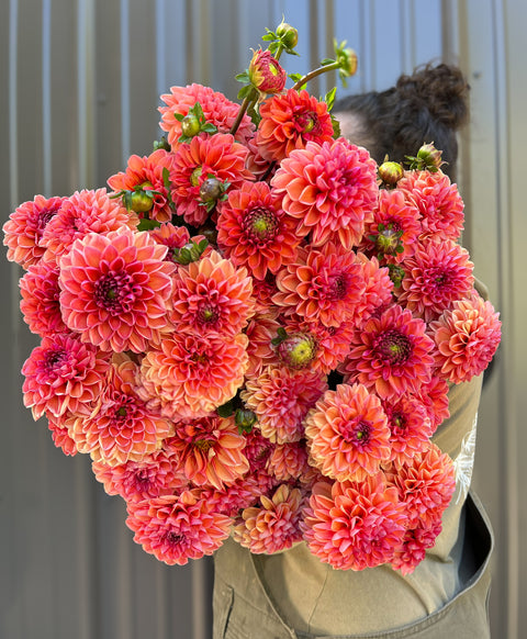 Dahlia Daisy Duke-3 Rooted Cuttings