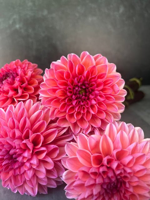 Dahlia Daisy Duke-3 Rooted Cuttings