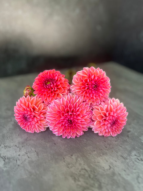 Dahlia Daisy Duke-3 Rooted Cuttings