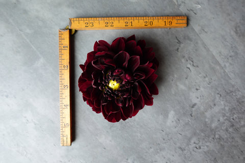 Dahlia Tuber Manoa - Sunny Meadows Flower Farm