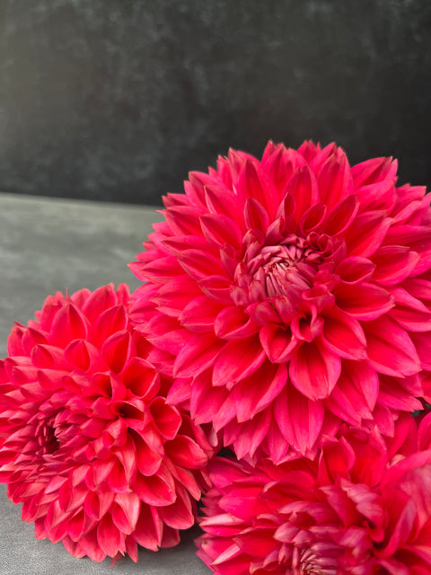 Dahlia Tempest-3 Rooted Cuttings