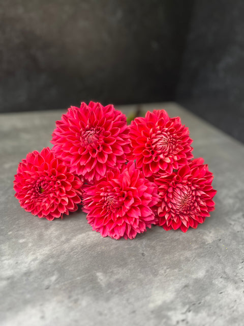 Dahlia Tempest-3 Rooted Cuttings