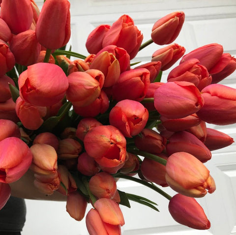 Tulip Bulbs-Avignon - Sunny Meadows Flower Farm