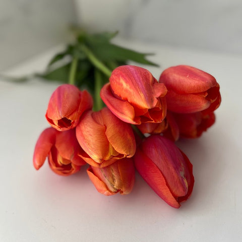 Tulip Bulbs-Avignon - Sunny Meadows Flower Farm