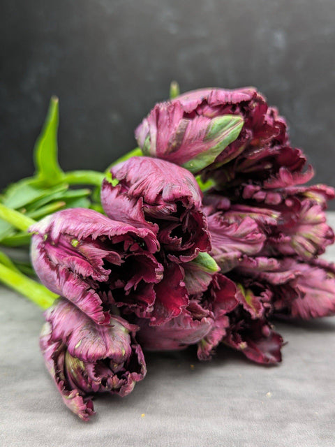 Tulip-Black Parrot - Sunny Meadows Flower Farm