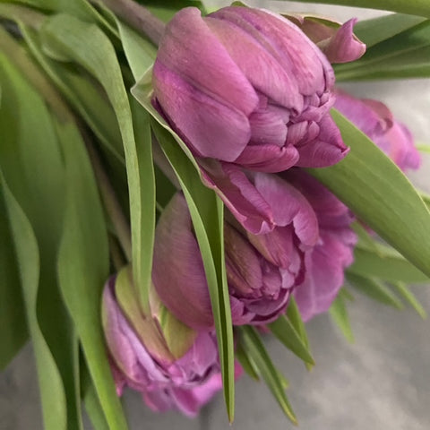 Tulip Bulbs-Blue Diamond - Sunny Meadows Flower Farm