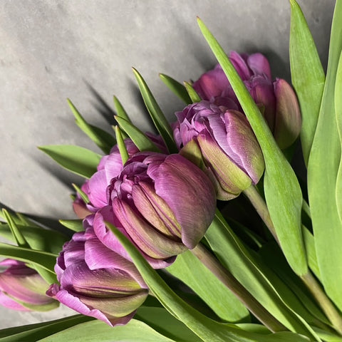 Tulip Bulbs-Blue Diamond - Sunny Meadows Flower Farm