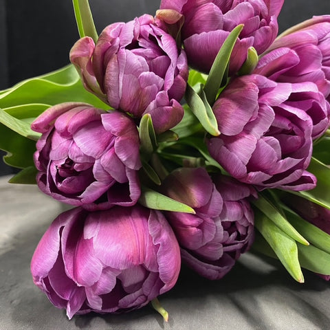 Tulip Bulbs-Blue Diamond - Sunny Meadows Flower Farm