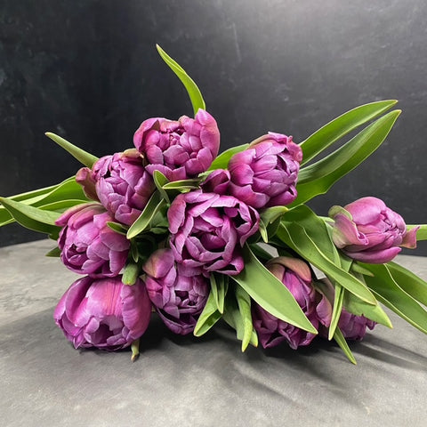 Tulip Bulbs-Blue Diamond - Sunny Meadows Flower Farm