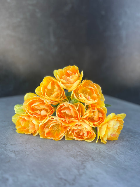 Tulip-Charming Beauty - Sunny Meadows Flower Farm
