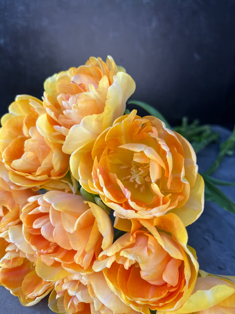 Tulip-Charming Beauty - Sunny Meadows Flower Farm