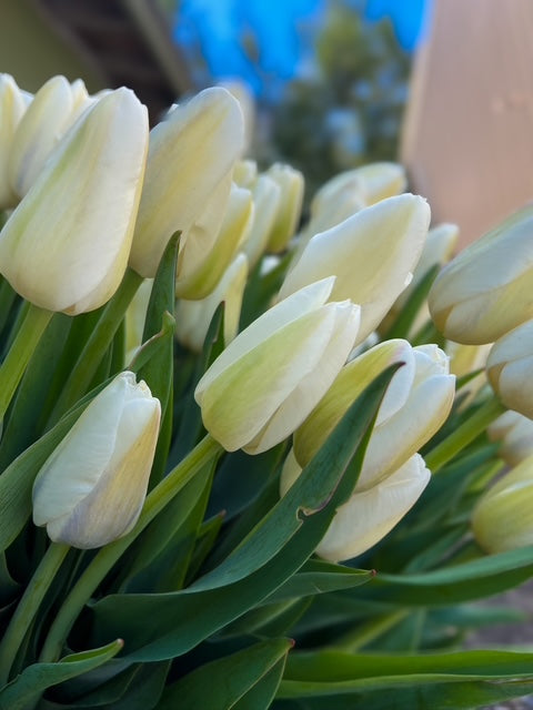 Tulip Bulbs-Clearwater - Sunny Meadows Flower Farm