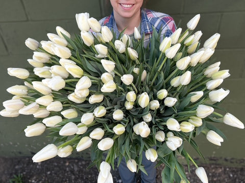 Tulip Bulbs-Clearwater - Sunny Meadows Flower Farm