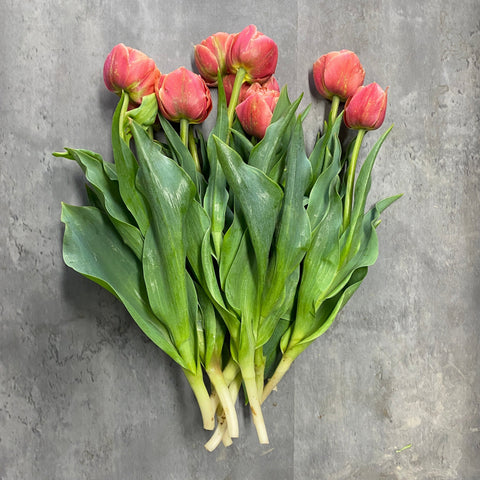 Tulip Bulbs-Copper Image - Sunny Meadows Flower Farm