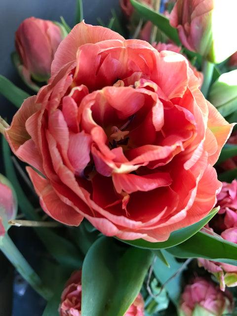 Tulip Bulbs-Copper Image - Sunny Meadows Flower Farm