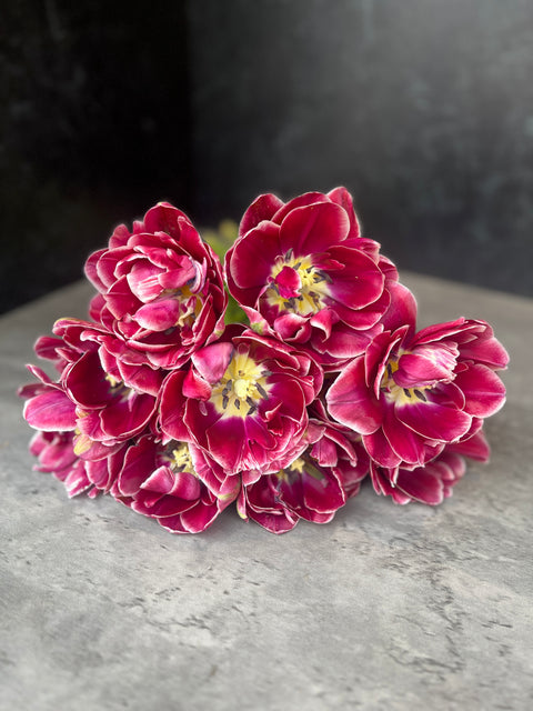 Tulip-Dream Touch - Sunny Meadows Flower Farm
