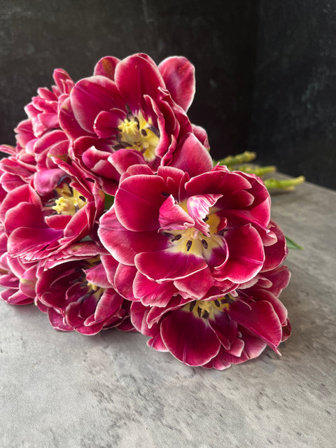 Tulip-Dream Touch - Sunny Meadows Flower Farm