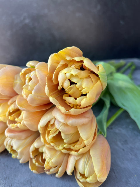Tulip-LaBelle Epoque - Sunny Meadows Flower Farm