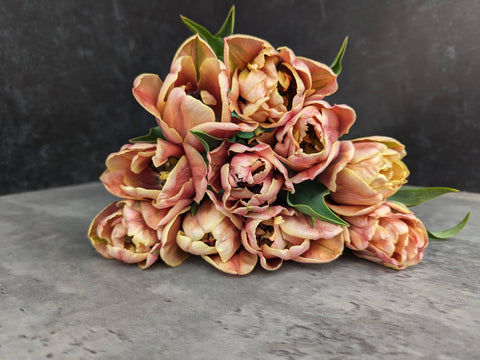 Tulip-LaBelle Epoque - Sunny Meadows Flower Farm