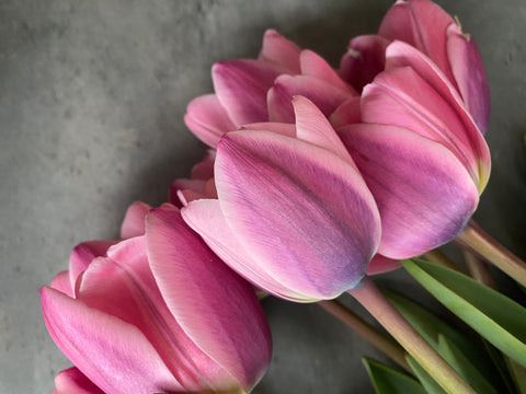 Tulip Bulbs-Light and Dreamy - Sunny Meadows Flower Farm