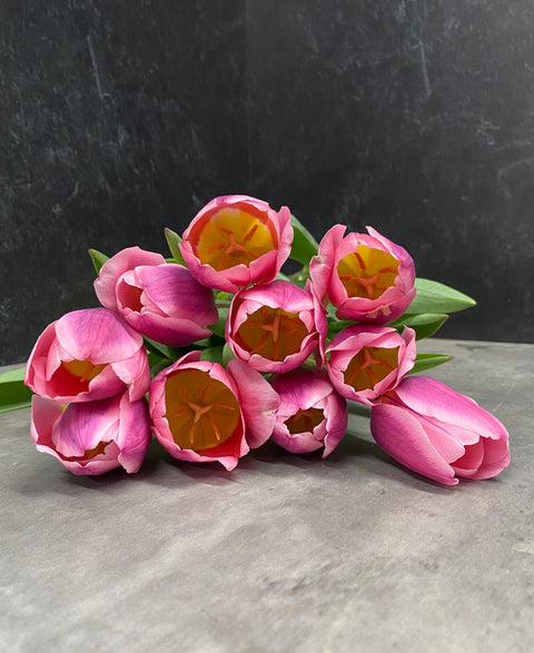 Tulip Bulbs-Light and Dreamy - Sunny Meadows Flower Farm
