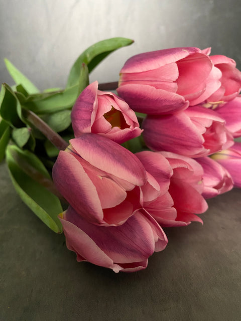 Tulip Bulbs-Light and Dreamy - Sunny Meadows Flower Farm