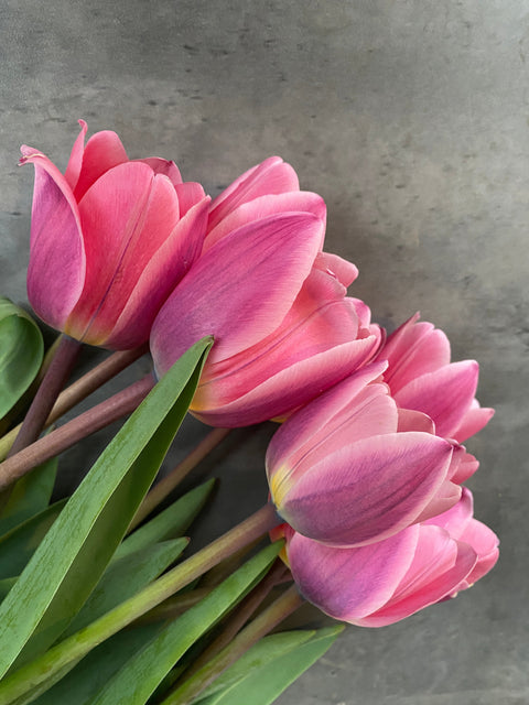 Tulip Bulbs-Light and Dreamy - Sunny Meadows Flower Farm