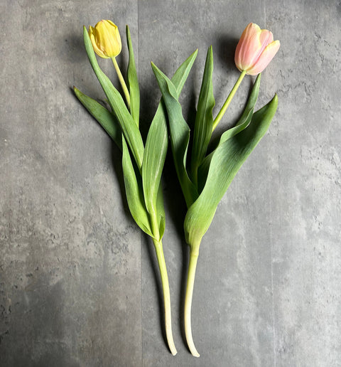 Tulip Bulbs-Mango Charm - Sunny Meadows Flower Farm