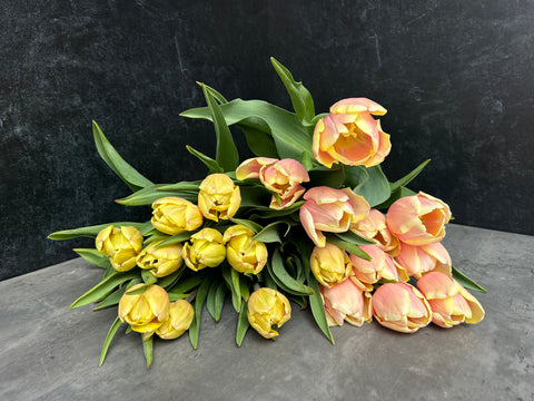 Tulip Bulbs-Mango Charm - Sunny Meadows Flower Farm
