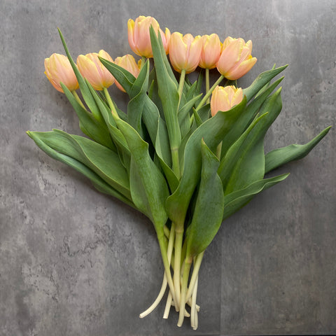 Tulip Bulbs-Mango Charm - Sunny Meadows Flower Farm