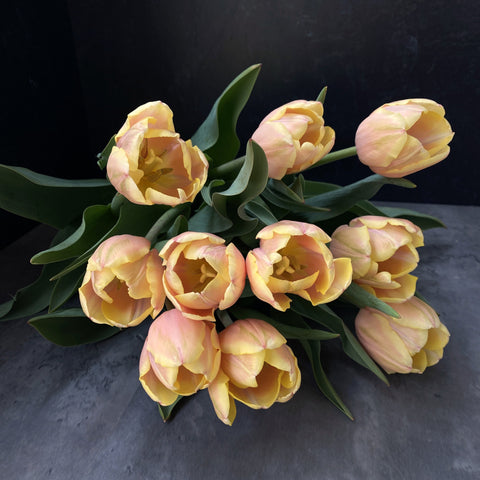 Tulip Bulbs-Mango Charm - Sunny Meadows Flower Farm