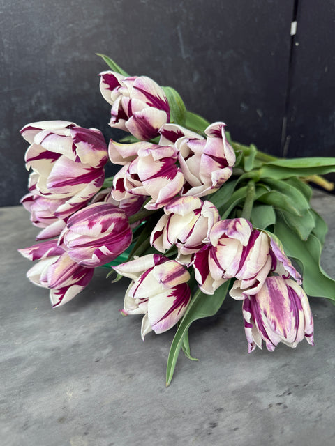 Tulip Bulbs-Rem's Favorite - Sunny Meadows Flower Farm