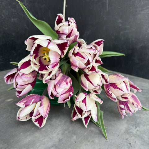 Tulip Bulbs-Rem's Favorite - Sunny Meadows Flower Farm