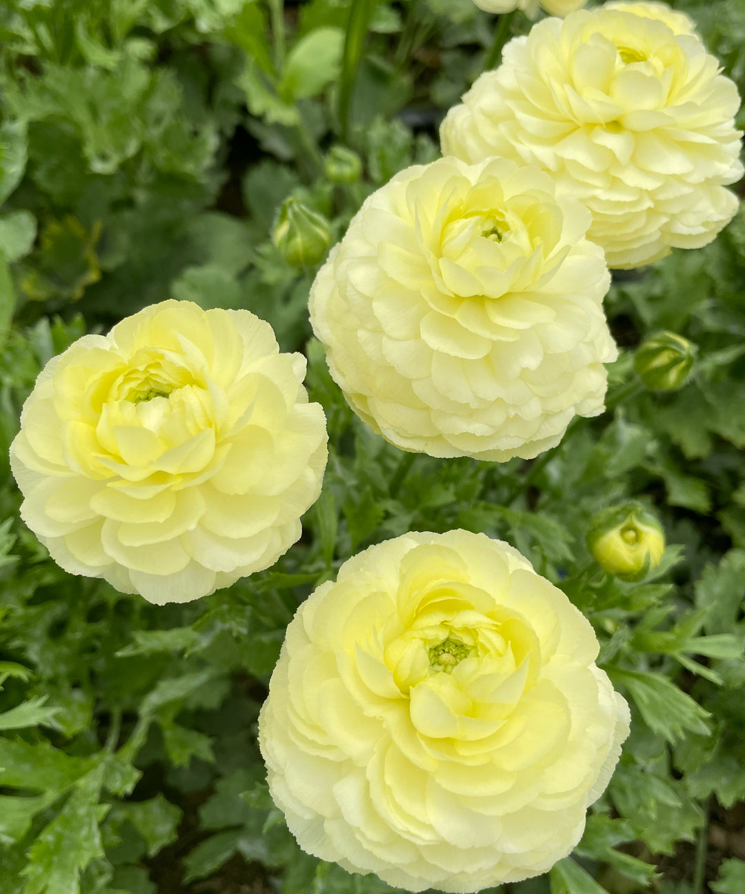 Ranunculus Corms-Cream