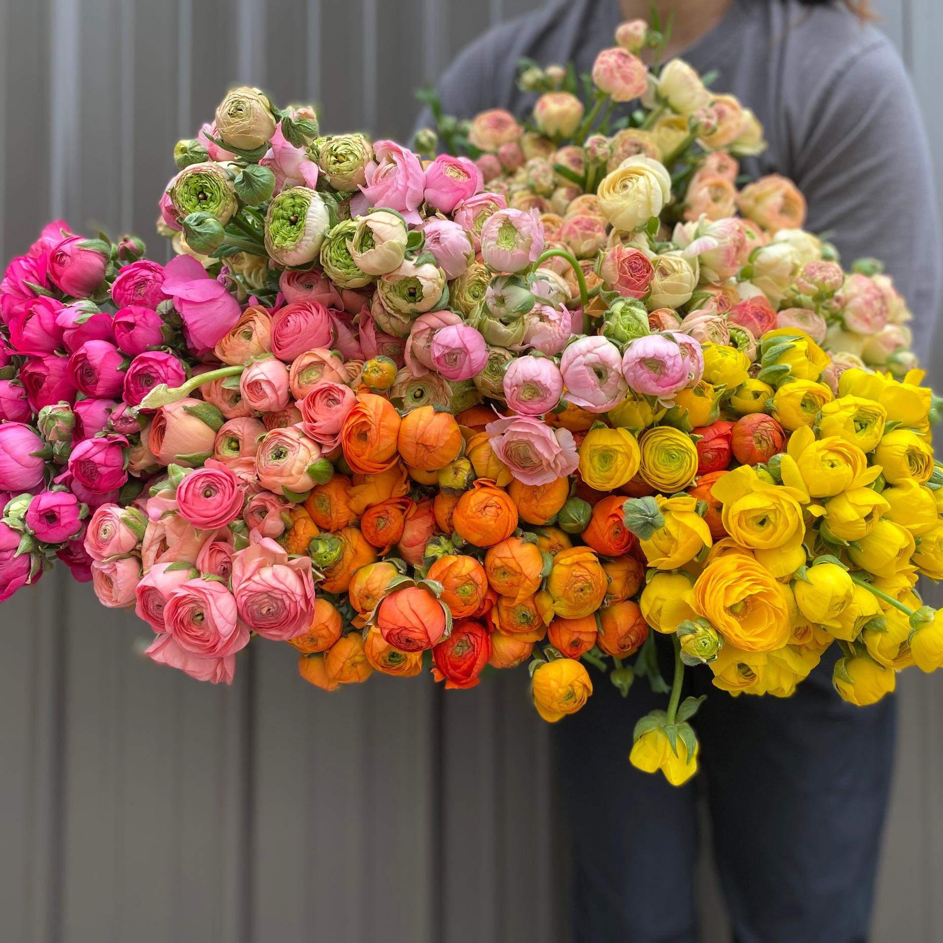 Ranunculus Corms